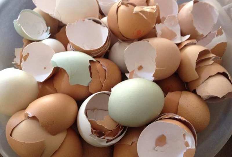 Vỏ trứng giúp giảm sưng, giảm đau lợi nhanh chóng.