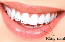 Răng nanh là răng số mấy? Cấu tạo và chức năng của răng này như thế nào?