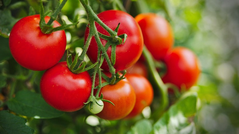 Quả cà chua rất giàu thành phần oxy hóa nên có thể kết hợp với chanh để làm răng trắng sáng tự nhiên