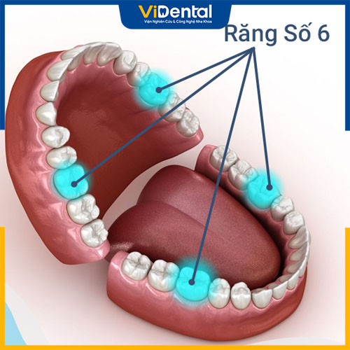 Răng số 6 giữ vai trò quan trọng trên hàm răng con người